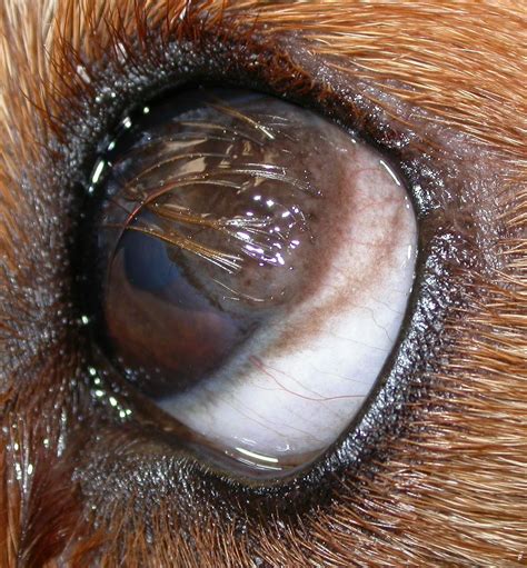 Albums 95 Pictures Photos Of Cysts On Dogs Full Hd 2k 4k