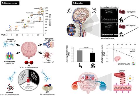 Frontiers Peripheral Blood And Salivary Biomarkers Of Bloodbrain
