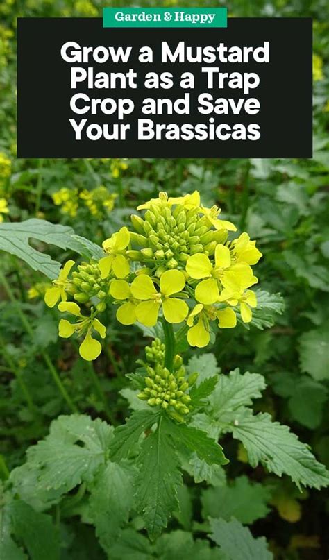 Grow A Mustard Plant As A Trap Crop And Save Your Brassicas Mustard