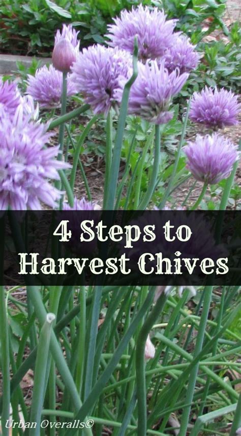 4 Steps To Harvest Chives Urban Overalls