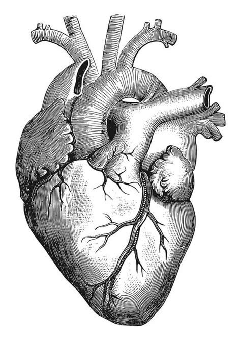 Dibujo Para Colorear Corazón Img 27911 Heart Drawing Heart