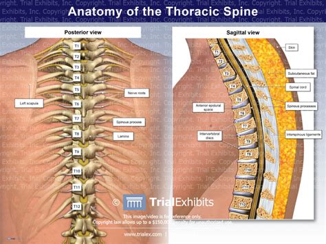 Anatomy Of The Thoracic Spine Trialexhibits Inc