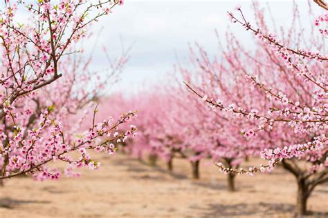 Todays Practices May Impact Next Years Almond Bloom Intensity West