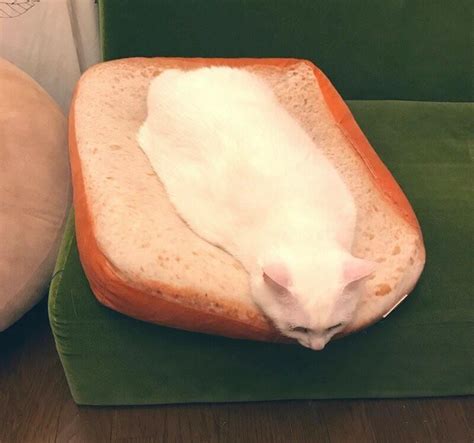 Honestly I Thought This Was A Sandwich Cats