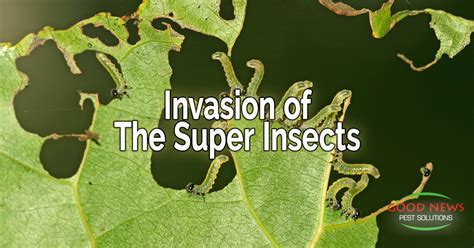 The Invasion Of The Super Insects Pest Control In Venice Fl Good