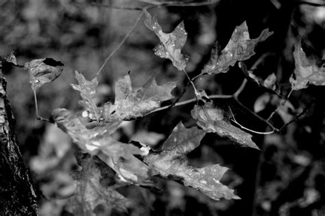 Forever88 Black And White Wednesday Autumn Leaves