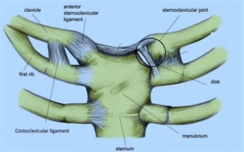 Sternoclavicular Joint Boston Shoulder Institute
