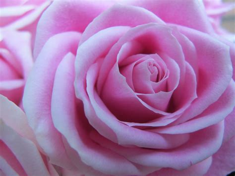 A Pink Rose 2011 Pink Rose Photographs Roses Earth Pinterest