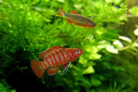 Scarlet Badis (Dario dario) Care Sheet - Aquariadise