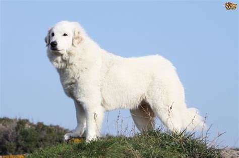 The pyrenean mountain dog (uk) or great pyrenees (u.s) is an ancient breed dating back hundreds (if not thousands) of years. The origins of the Great Pyrenees dog breed | Pets4Homes