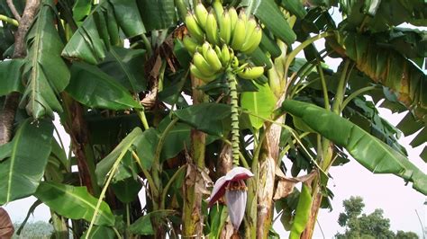 Banana Tree Free Stock Photo Public Domain Pictures