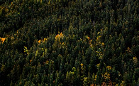 Download Wallpaper 3840x2400 Trees Aerial View Forest Autumn Tops