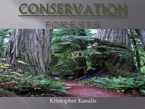 Ppt Conservation Forests Powerpoint Presentation Free Download Id