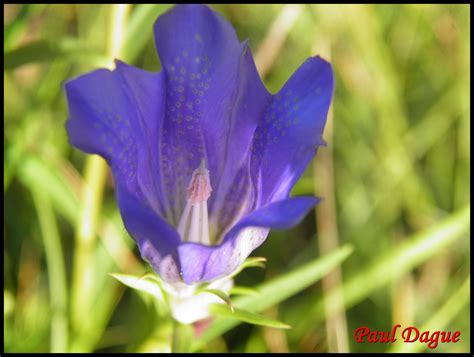 Fleurs Bleues à 5 Pétales