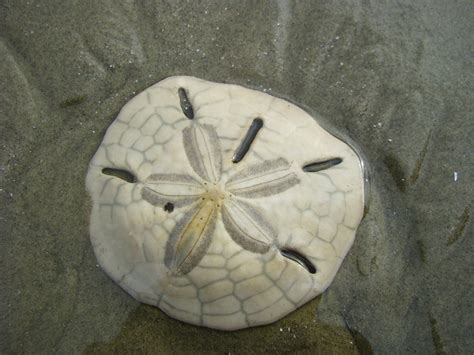 Bolacha Do Mar Fossil