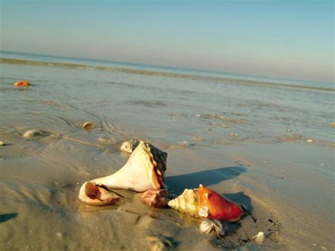 The Worlds Best Beaches For Hunting Seashells Travel