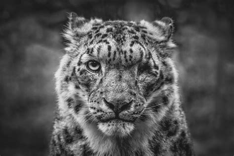 Animals Snow Leopard Nature Feline Mammals Monochrome Big Cats