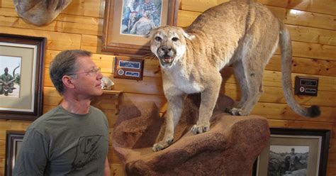 Utah To Raise Number Of Cougar Hunting Permits