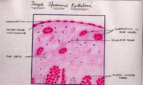 Simple Squamous Histology