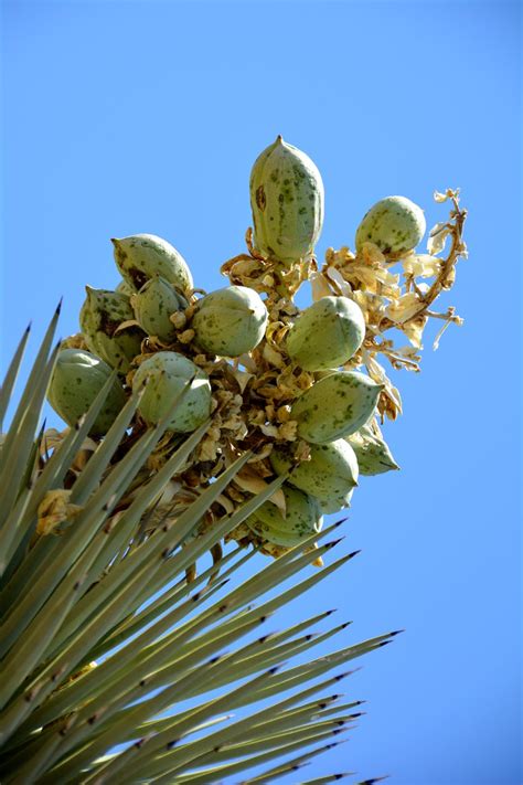 Joshua Tree Fruits Native Food But Protected Plant Illegal To