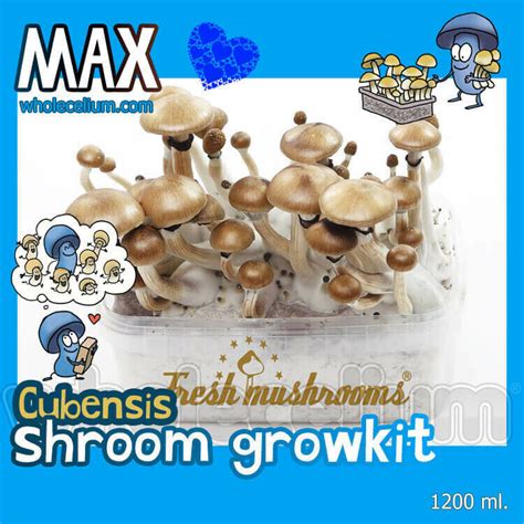 Psilove Max Kit Magic Truffles Magic Mushrooms Grow Kits