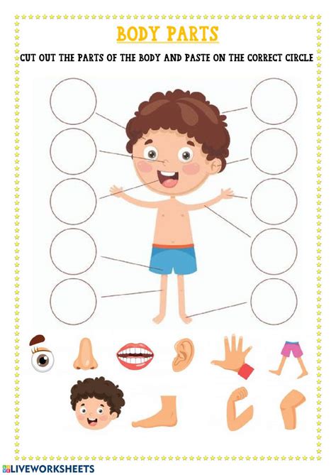 Body Parts Worksheet Pdf - Body Parts worksheet - Free ESL printable