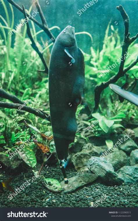 Black Ghost Knifefish Aquarium Apteronotus Albifrons Stock Photo