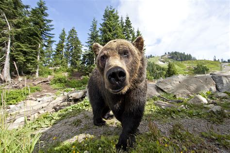 Bear Discovery About Grouse Mountain The Peak Of