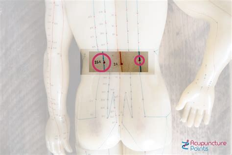 Bladder 23 Shen Shu Acupuncture Points