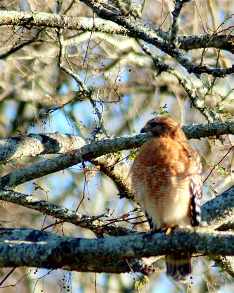 North Carolina Mountain Dreams Chicken Hawks
