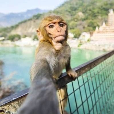 Kamera dipakai monyet selfie fotografer rugi rp 695 miliar. Foto Ekspresi Monyet Lucu - Gambar Viral HD