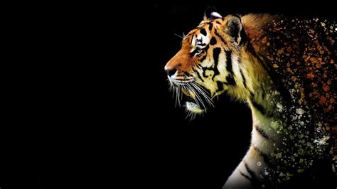 Tiger Wallpapers Kolpaper Awesome Free Hd Wallpapers