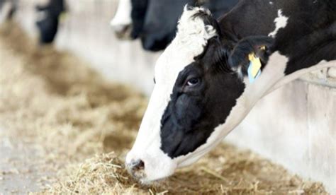 Udder Health Feed Your Cows Immune System Dairy Business News