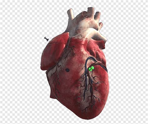 Organismo Coração 3d Coração Outros Png Pngegg