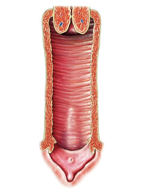 Female Genital System 36 Photograph By Asklepios Medical Atlas Fine