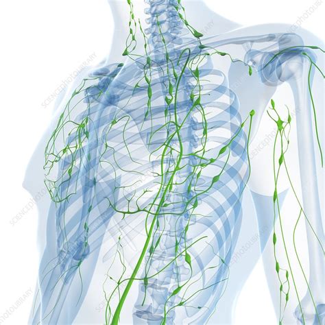 Lymphatic System Artwork Stock Image F0047636 Science Photo Library