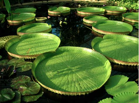 Giant Lily Pads Kew Gardens Kew London