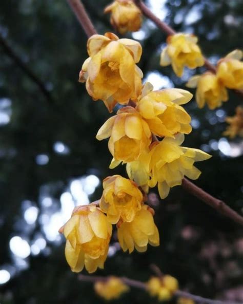 Wintersweet Chimonanthus Praecox How To Grow And Care Florgeous