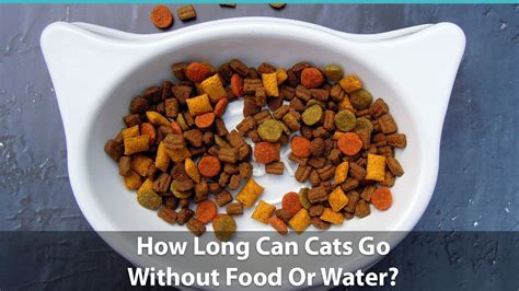 Cats can sometimes stop eating because of stress or health issues. How Long Can A Cat Go Without Food Or Water? Feline Eating ...