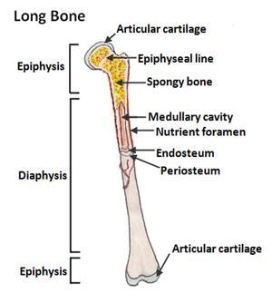 The nonarticular surface of the bone is covered by a tough membrane—the periosteum. Long Bones - National Library of Medicine - PubMed Health