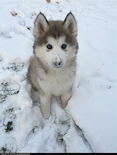 14 Reasons Why Husky Should Be Illegal Husky World