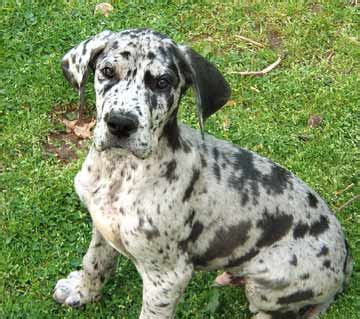 Apollo is the greek god of the sun, the brightest fixture in the sky. kelvin black: Most Dangerous Dogs in the World