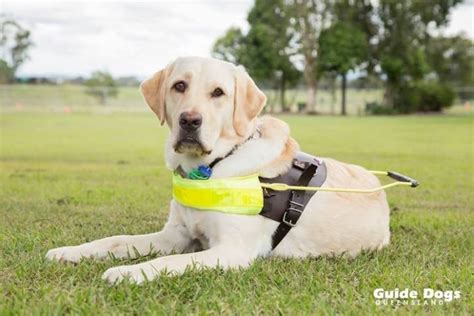 48 Tiny Guide Dog Qld Photo Aubleumoonproductions