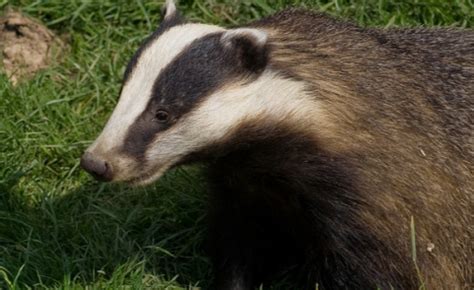 The Badger Cull Something Is Rotten In The State Of England