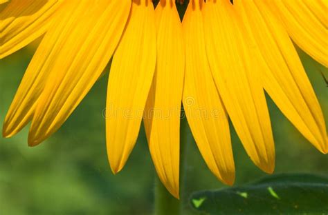 Sunflower Petal Stock Photo Image Of Details Orange 37945912