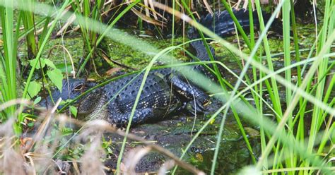 Florida Massive 14ft Alligator Spotted With Human Body In Its Mouth