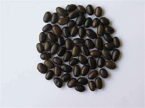 Campuran biji kacangan yang ditanam dicampur lagi dengan rock phosphat sebanyak 25 kg/ha pada saat hendak menanam. PT. Norrisha Indonesia: Legume Cover Crop (kacangan)