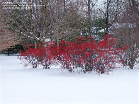 Use them in commercial designs under lifetime, perpetual & worldwide rights. Bush: Winterberry holly. 6-12 ft. tall. Blooms late spring ...