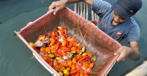 Budidaya ikan hias air tawar merupakan salah satu peluang usaha modal kecil yang menjanjikan dan sangat menguntungkan. Cara Budidaya Ikan Hias Air Tawar Yang Benar - Ikanesia.id
