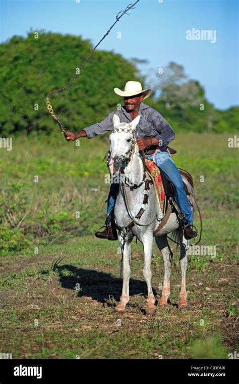 pantanal cowboy ridding  pantaneiro horse whip pantanal brazil stock photo  alamy